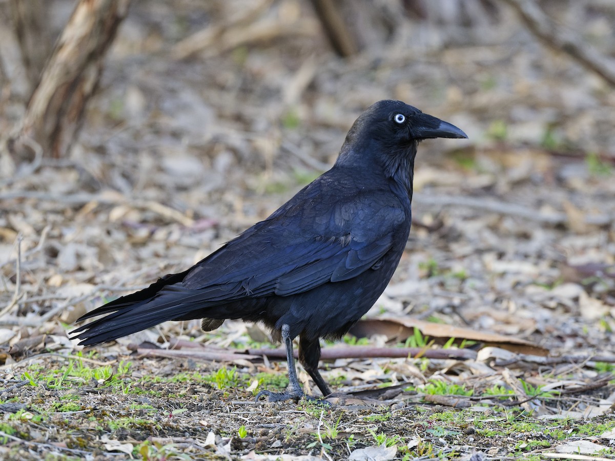 ミナミコワタリガラス - ML646592696