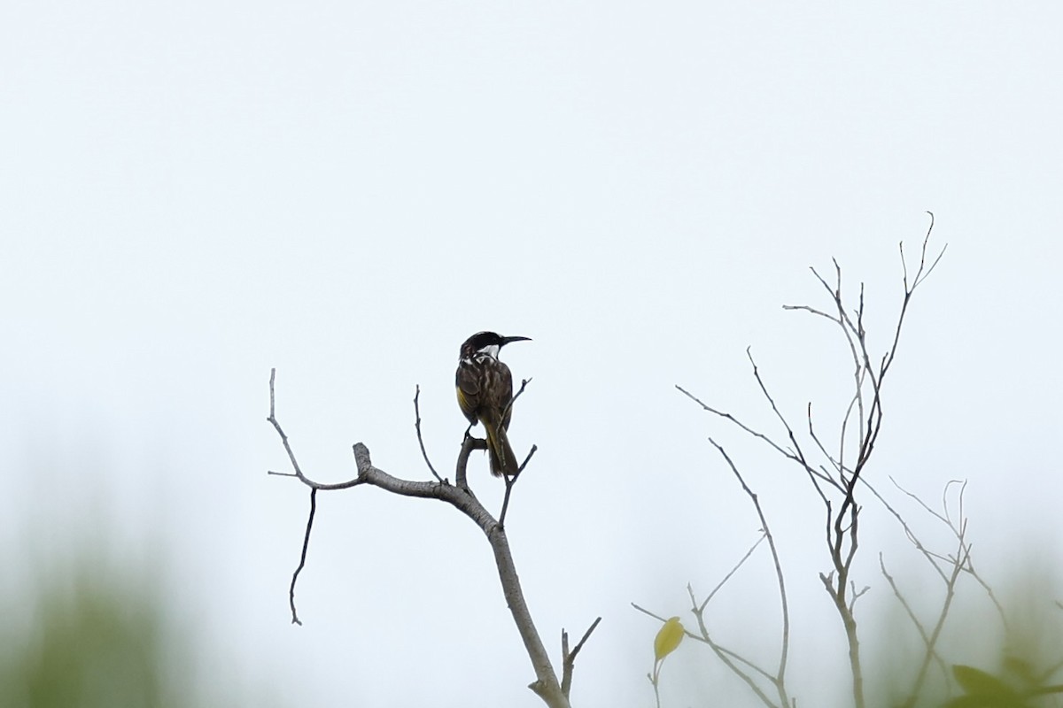 Белощёкий медолюб - ML646592697