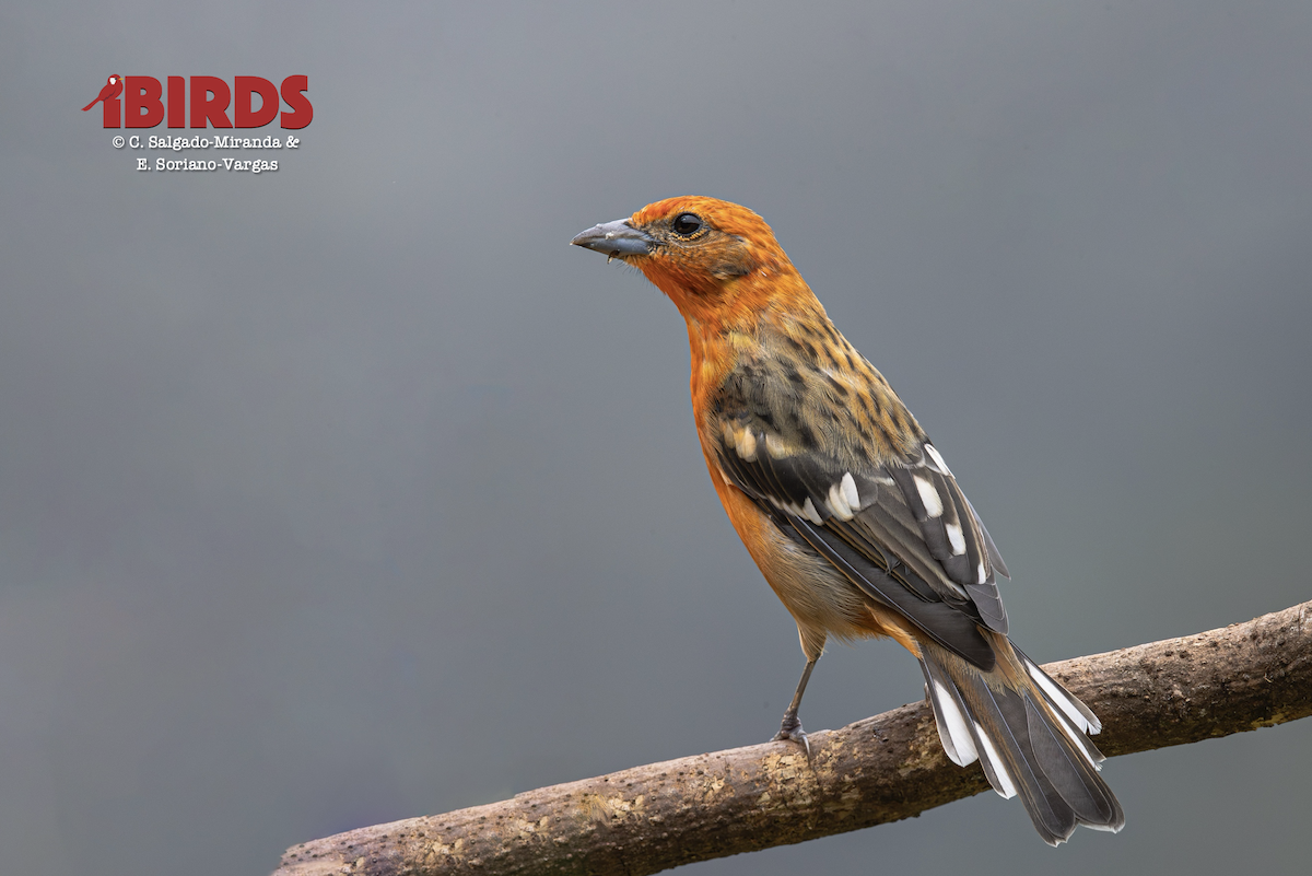 Piranga Estriada - ML646592698