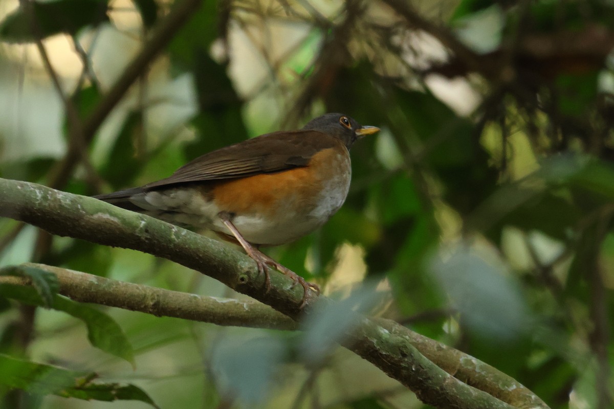 White-necked Thrush - ML646592700