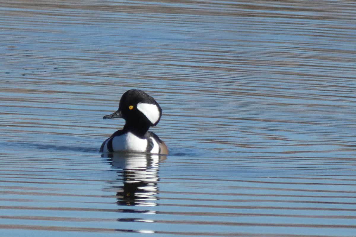 Hooded Merganser - ML646592701
