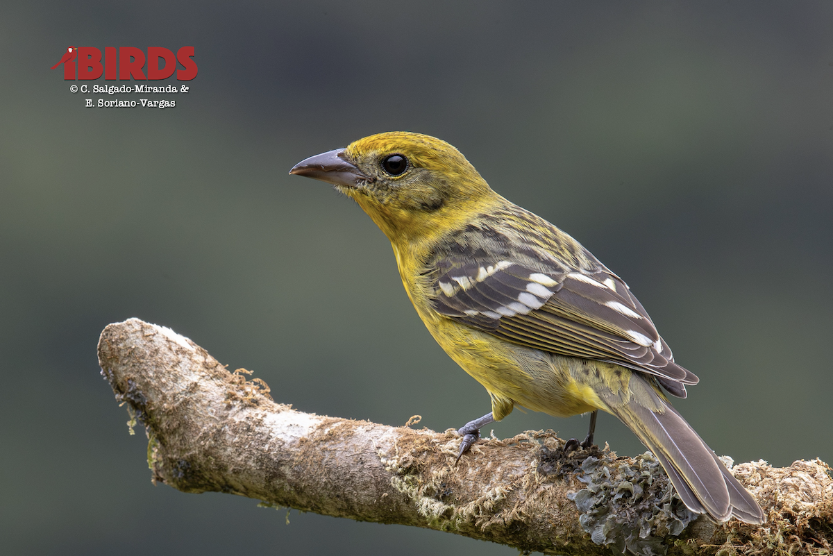 Piranga Estriada - ML646592702