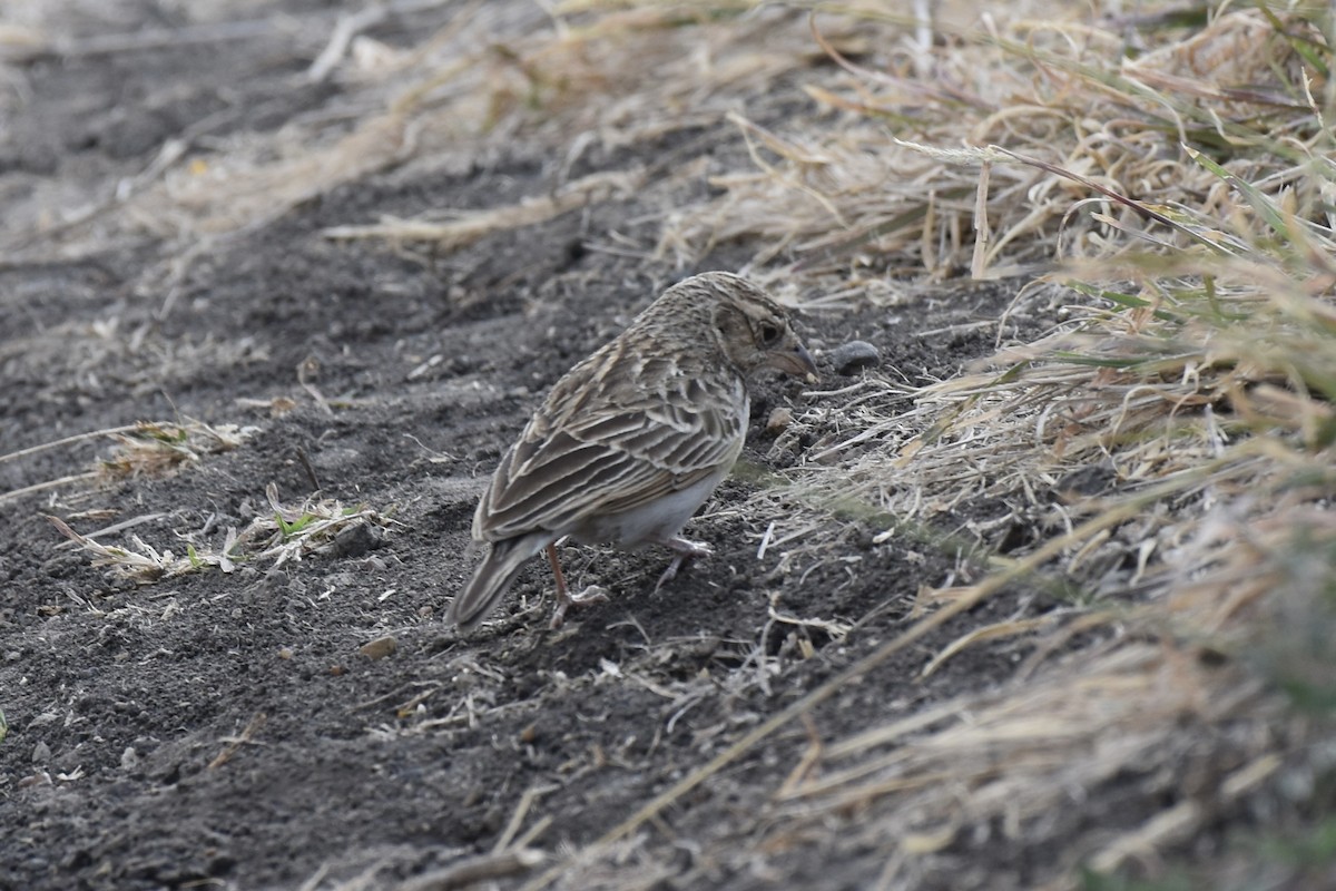 Singing Bushlark - ML646592703