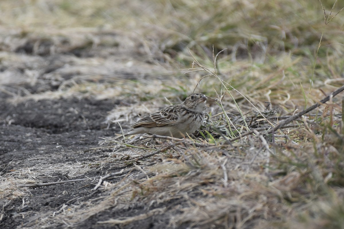Singing Bushlark - ML646592704
