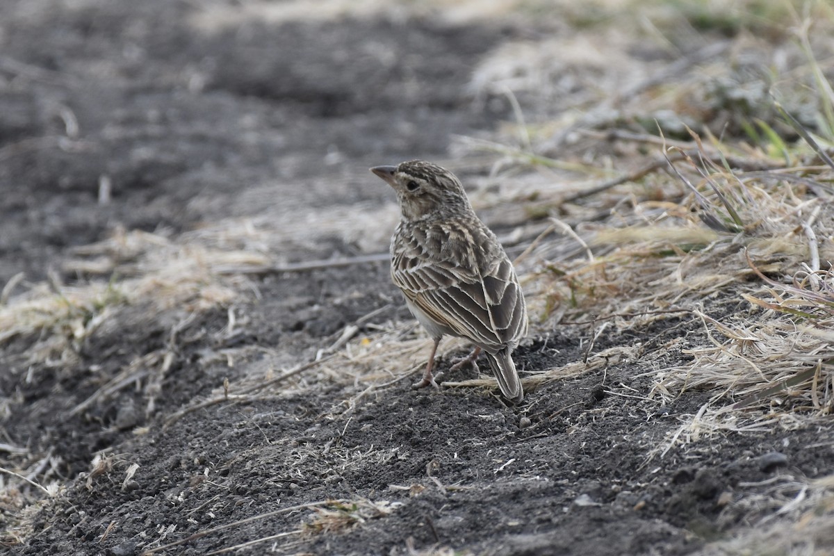 Singing Bushlark - ML646592705