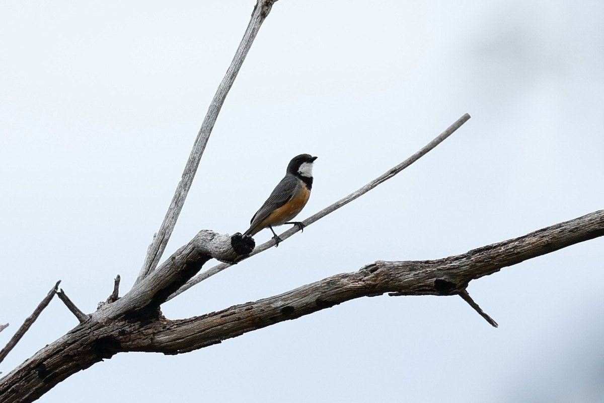 Ожерелковый свистун - ML646592706