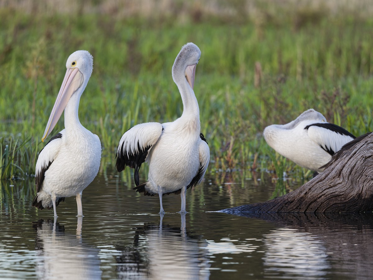 Австралийский пеликан - ML646592708