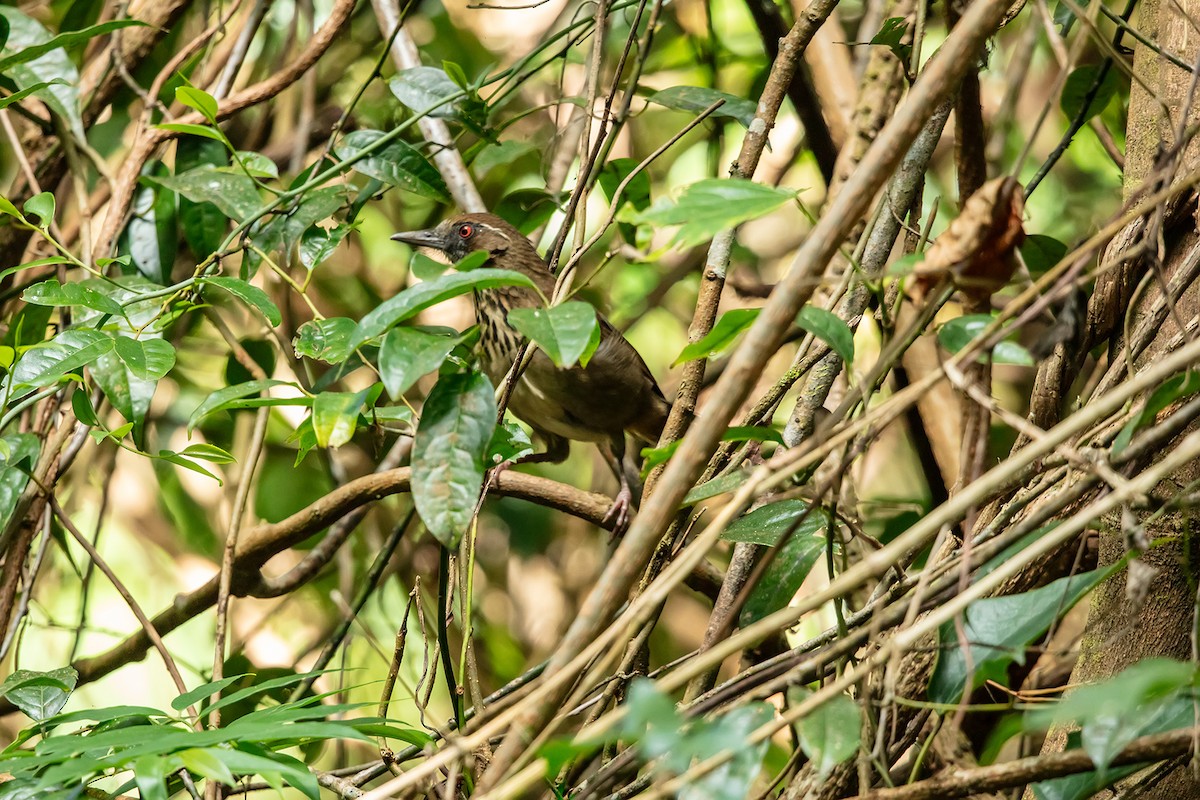 Spot-breasted Laughingthrush - ML646592715