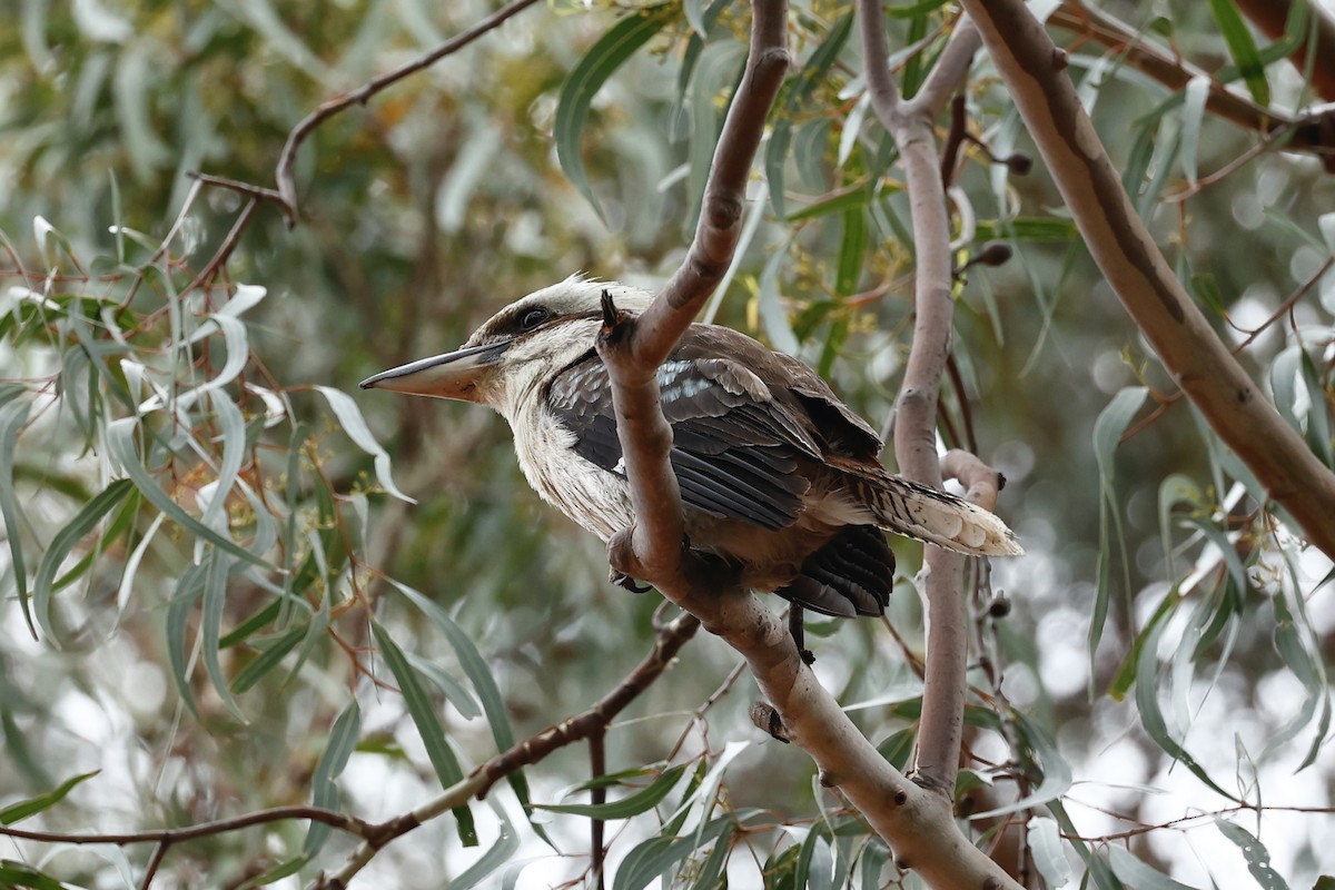 Смеющаяся кукабара - ML646592717