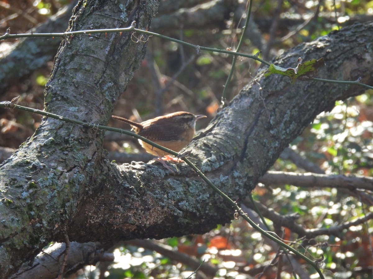 Carolina Wren - ML646592718