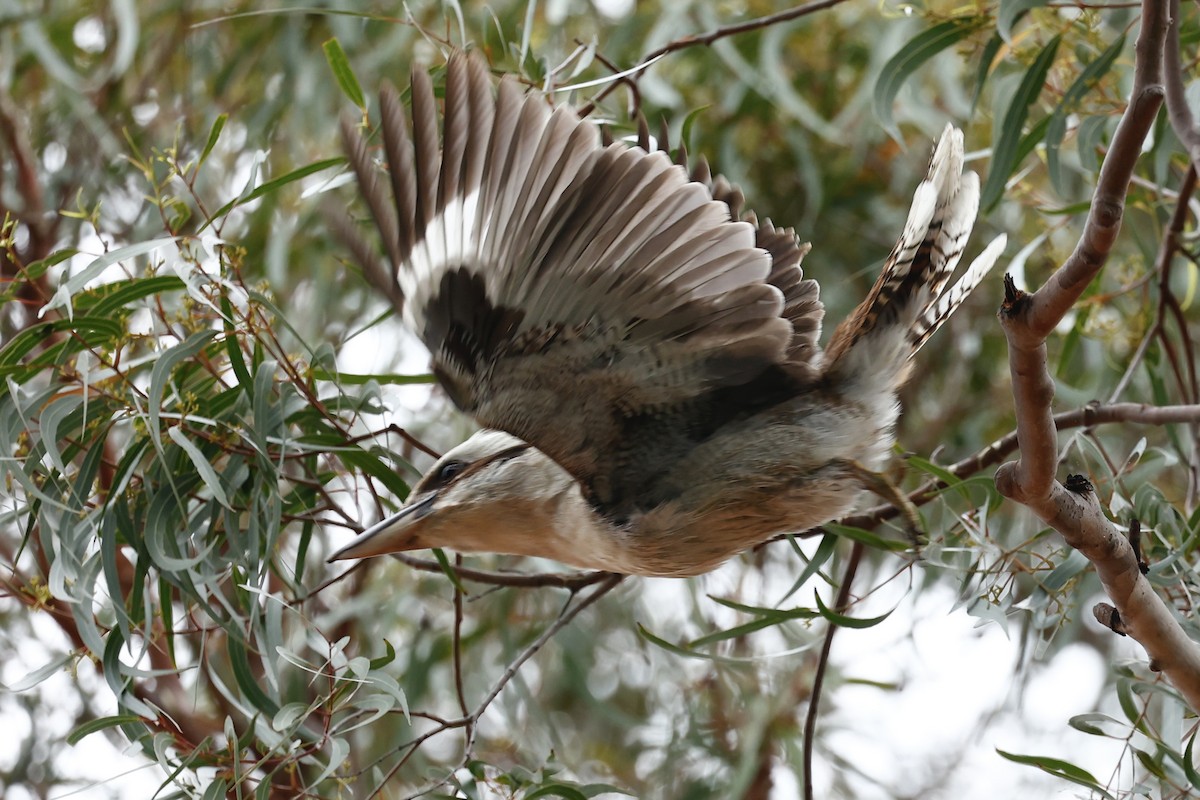Смеющаяся кукабара - ML646592720