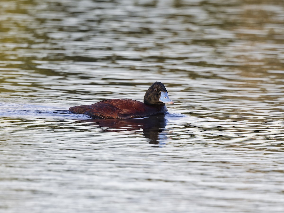 Австралийская савка - ML646592721