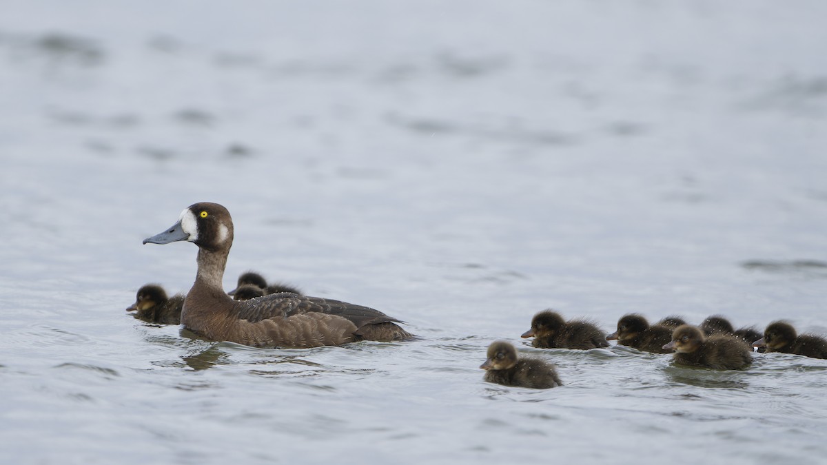 Морская чернеть - ML646592723