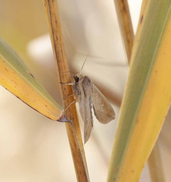 White-speck Moth - ML646592724