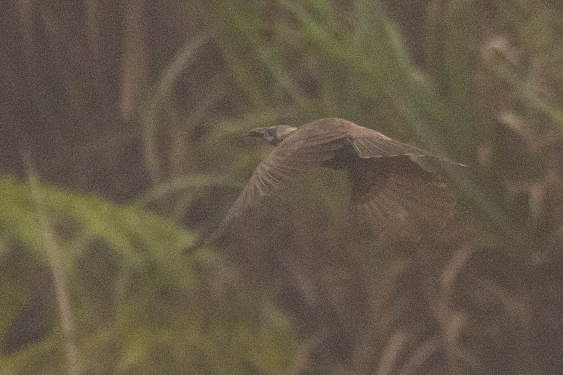 Küçük Boz Keşişkuşu - ML646592725