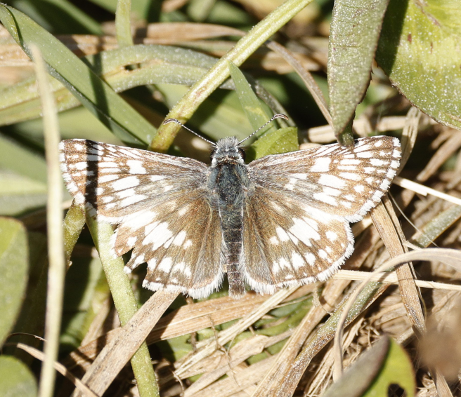 Common Checkered-Skipper - ML646592726