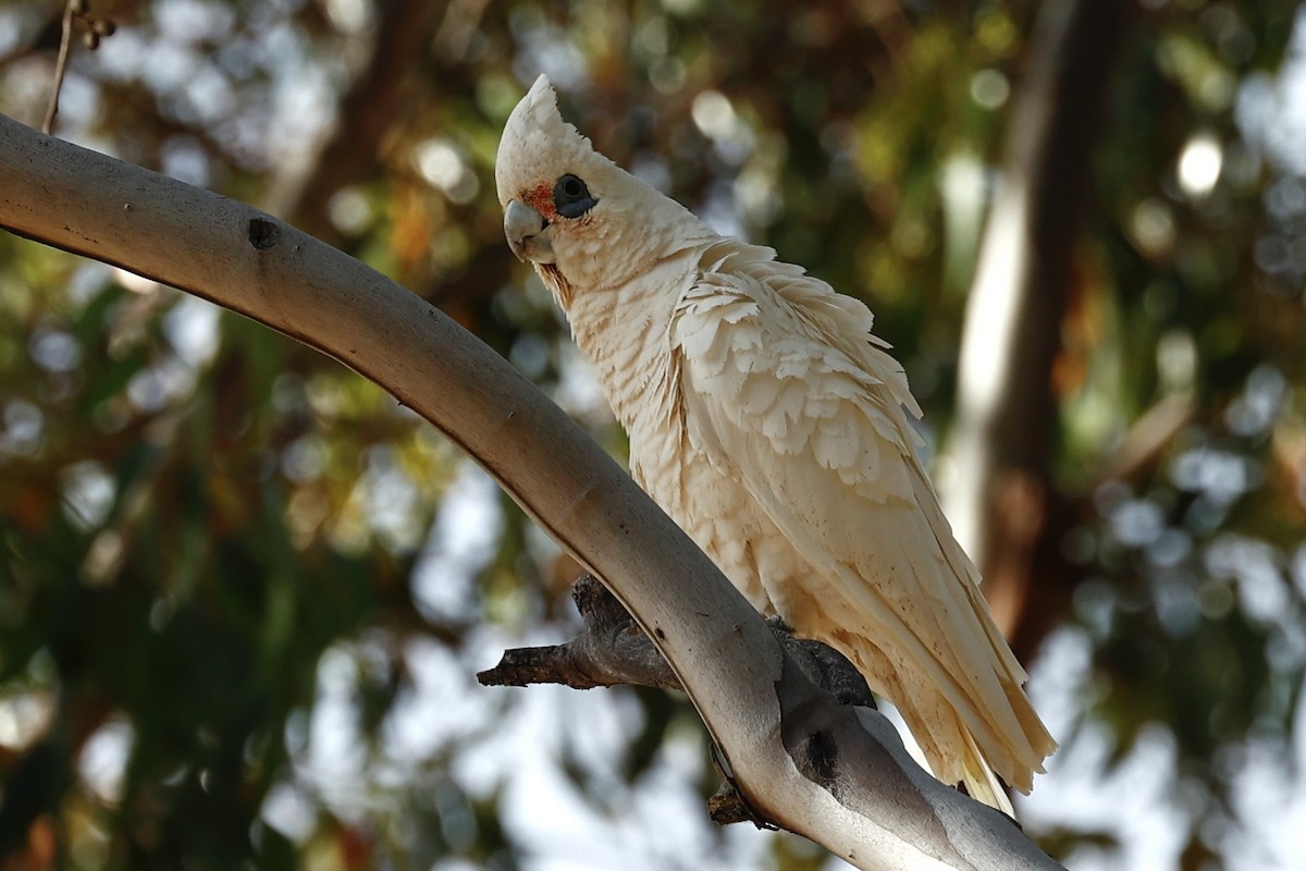 Гологлазый какаду - ML646592727