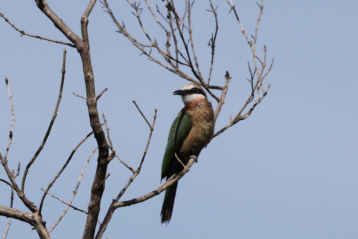 White-fronted Bee-eater - ML646592728