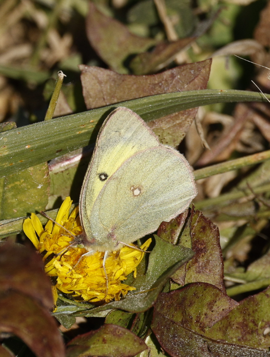 Clouded Sulphur - ML646592729