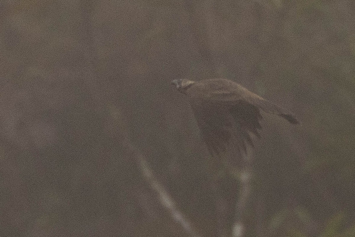 Küçük Boz Keşişkuşu - ML646592730