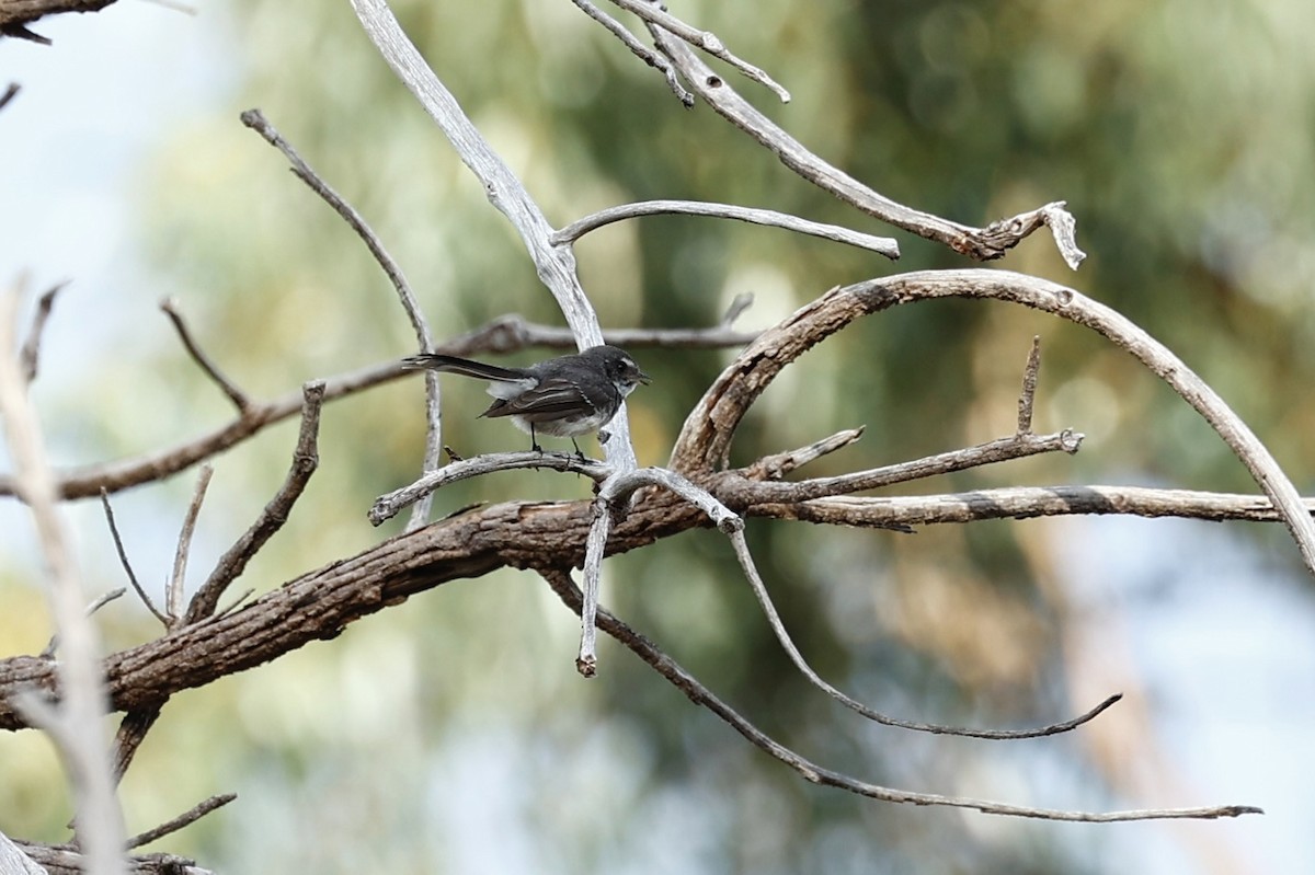 Серая веерохвостка (preissi) - ML646592732