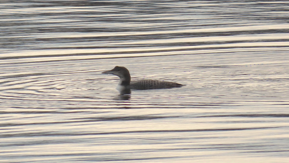 Buz Dalgıcı - ML646592733