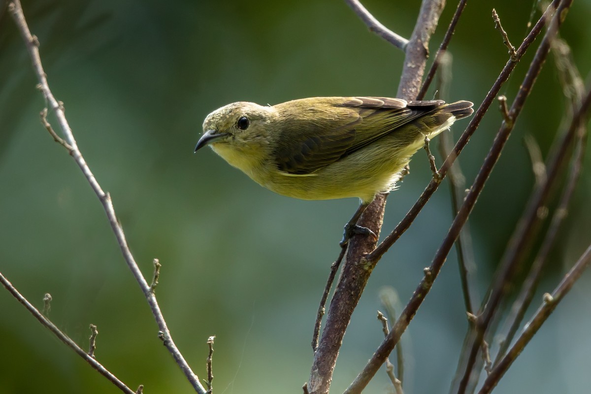 Plain Flowerpecker - ML646592734