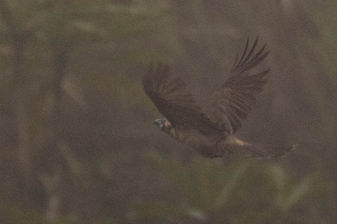 Küçük Boz Keşişkuşu - ML646592735