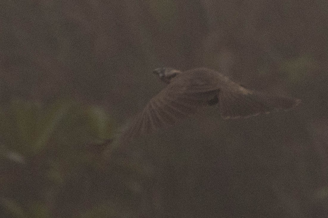 Küçük Boz Keşişkuşu - ML646592737