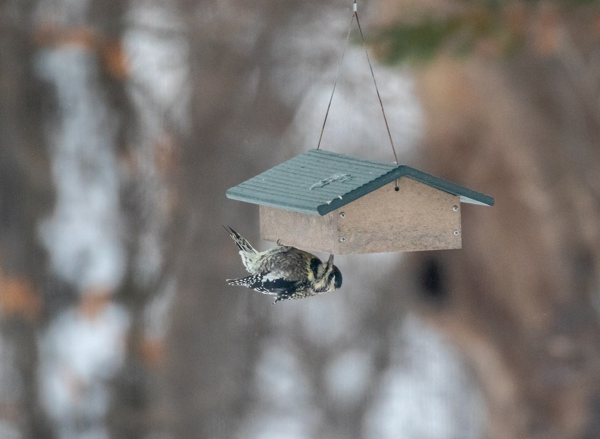 kanadasevjespett - ML646592739