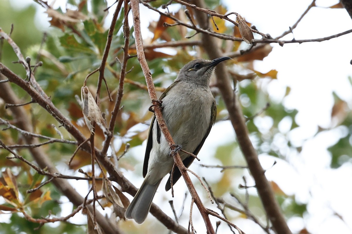 Бурый медолюб - ML646592740