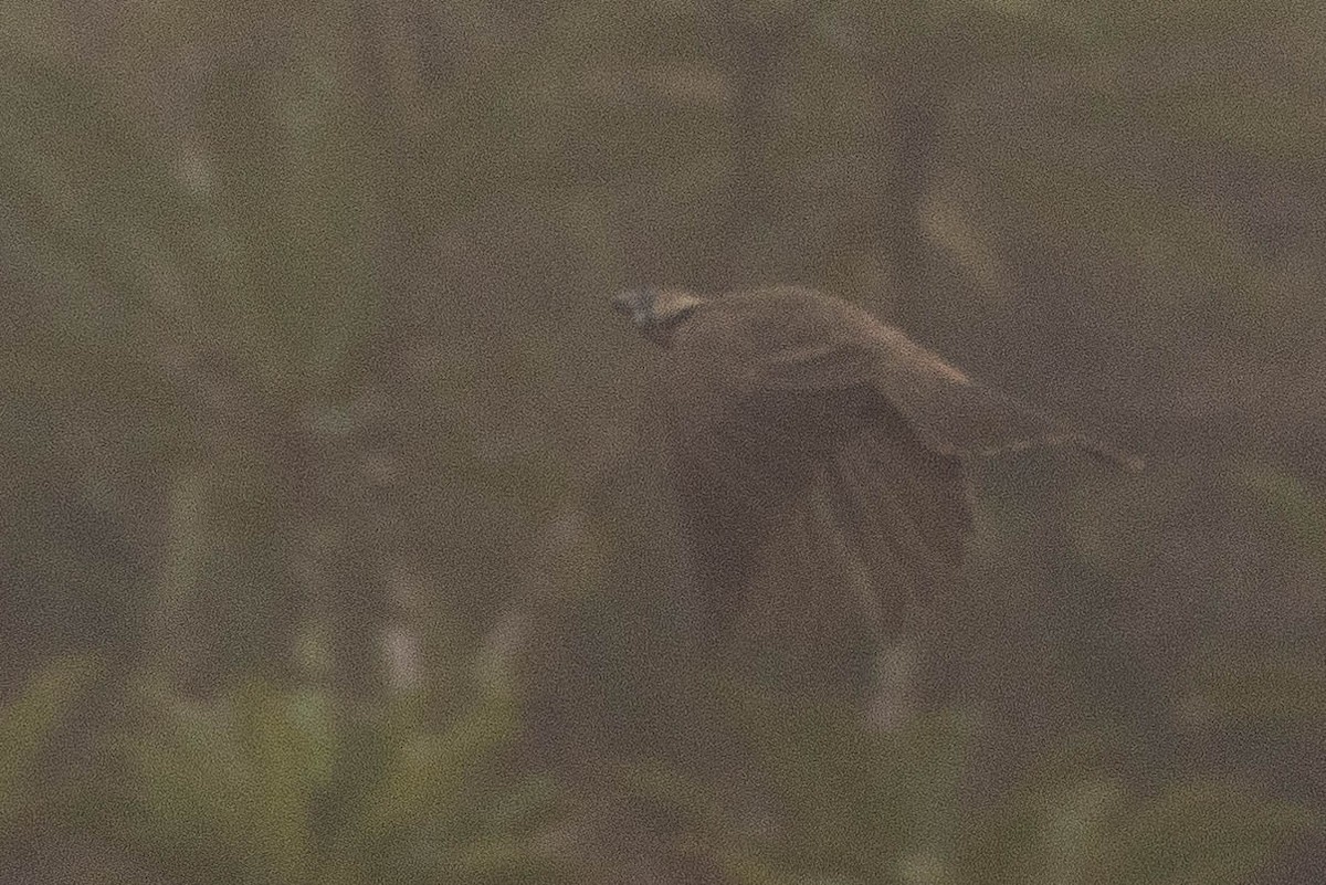 Küçük Boz Keşişkuşu - ML646592741