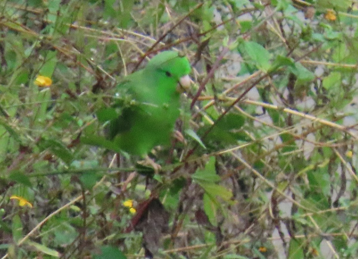 papoušíček vrabčí - ML646592744