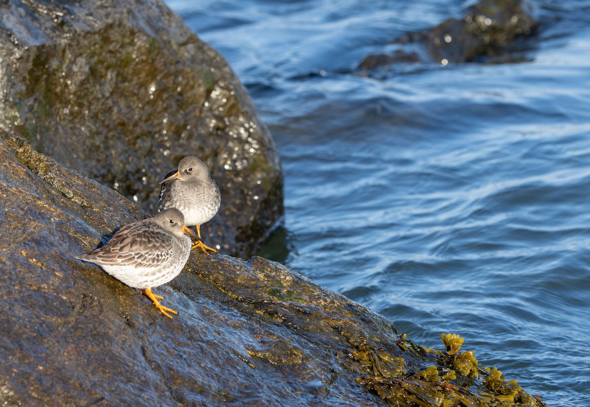 Purple Sandpiper - ML646592746