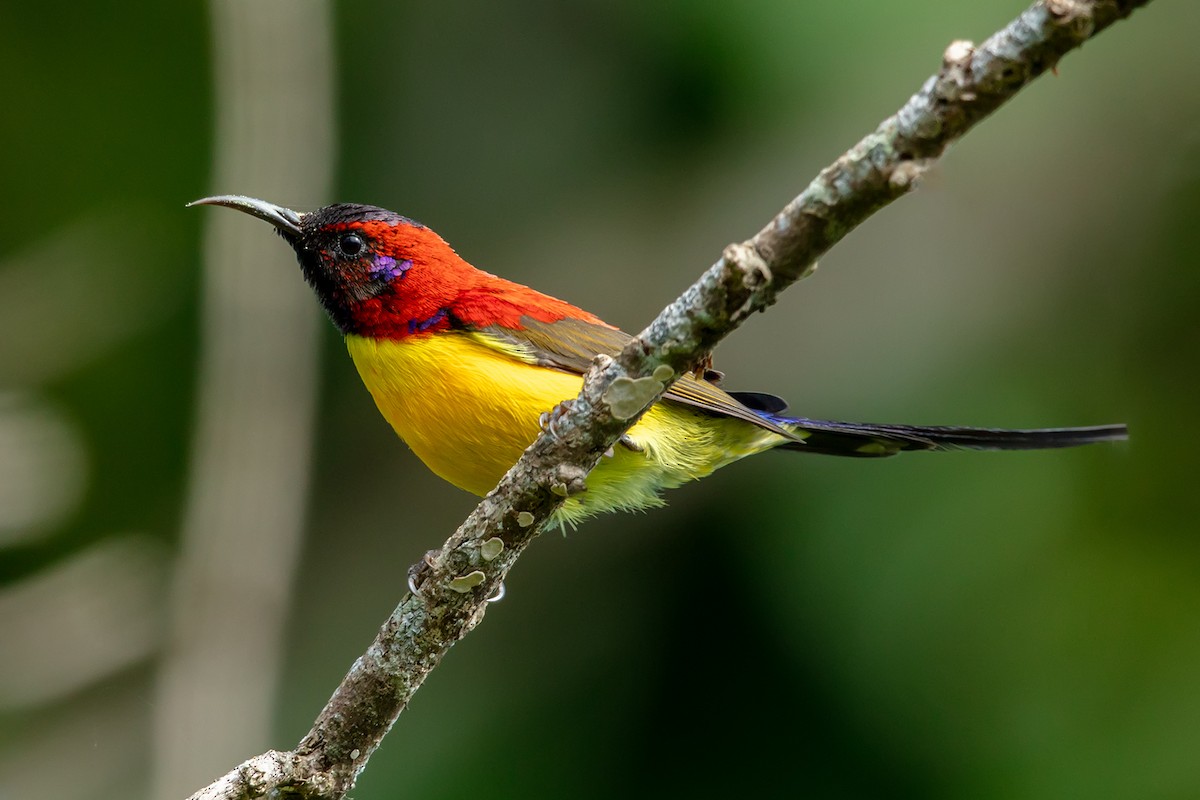 Mrs. Gould's Sunbird - ML646592747