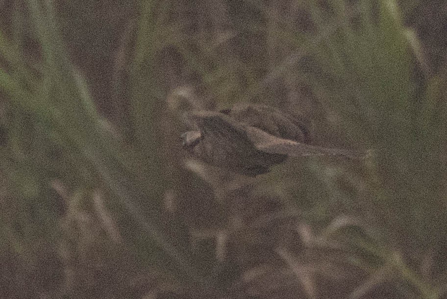 Küçük Boz Keşişkuşu - ML646592751