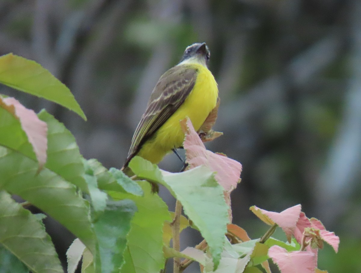 Social Flycatcher - ML646592753