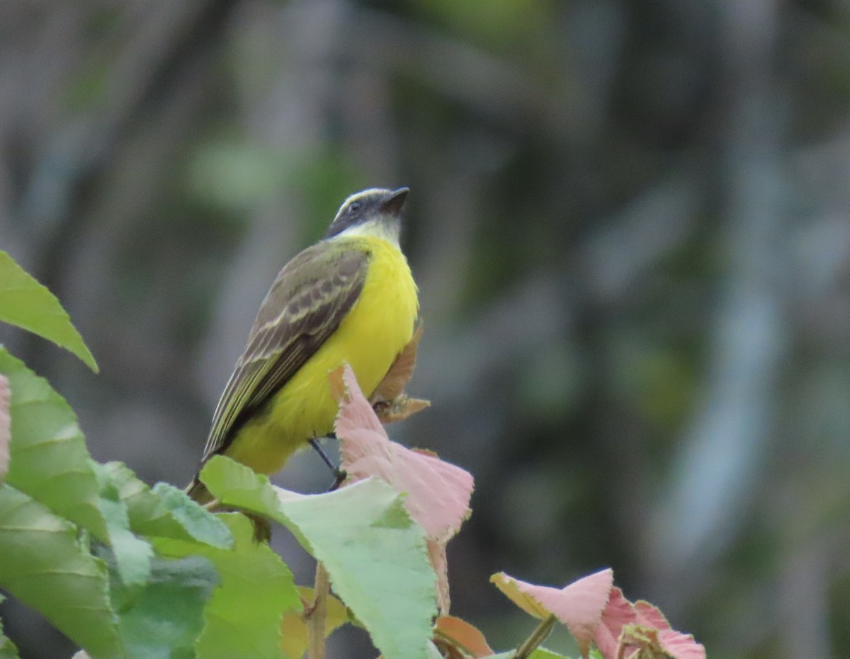 Красношапочный бентеви - ML646592754