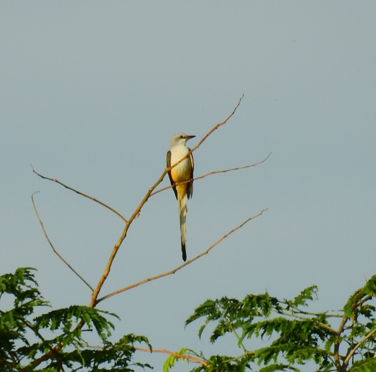 Scissor-tailed Flycatcher - ML646592755