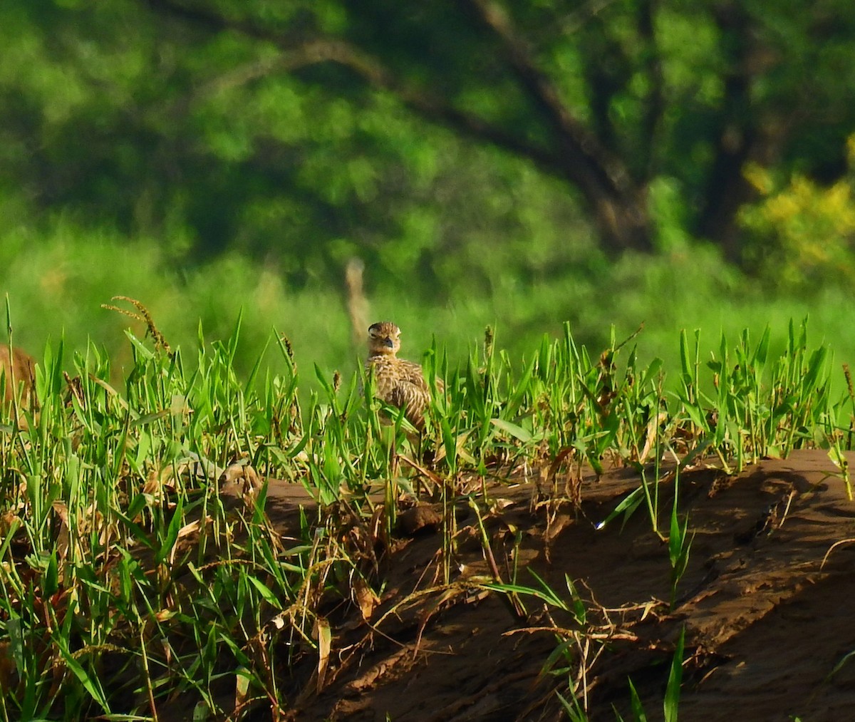 Double-striped Thick-knee - ML646592756