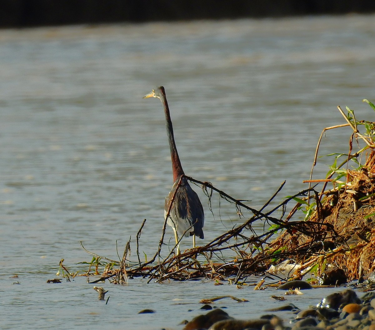 Tricolored Heron - ML646592757