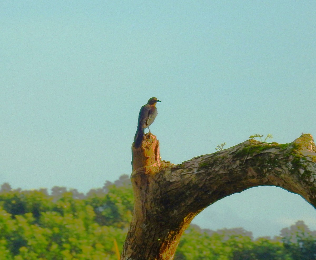 Great-tailed Grackle - ML646592758