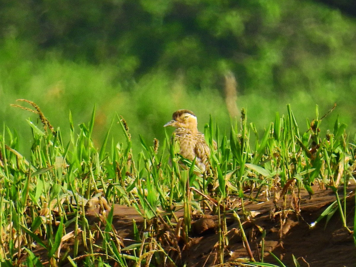 Double-striped Thick-knee - ML646592759