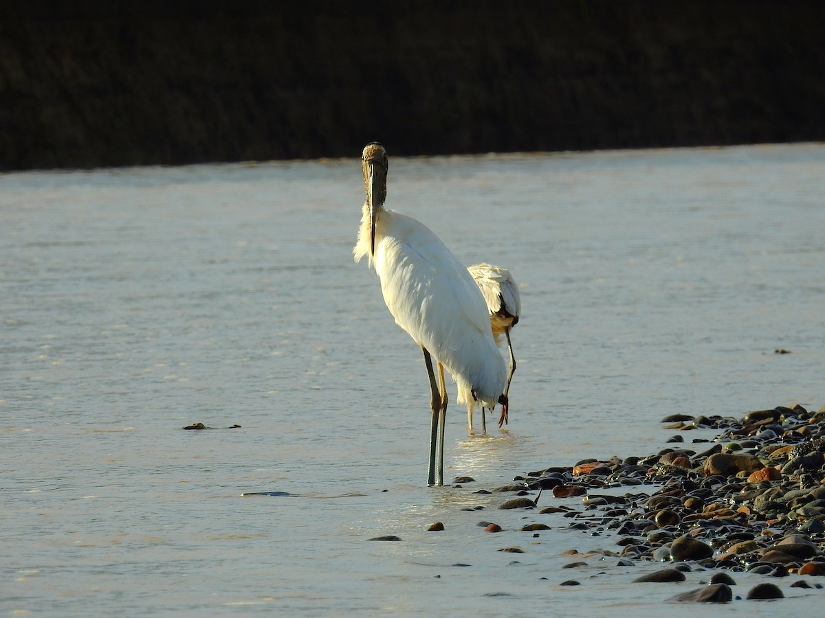Wood Stork - ML646592760