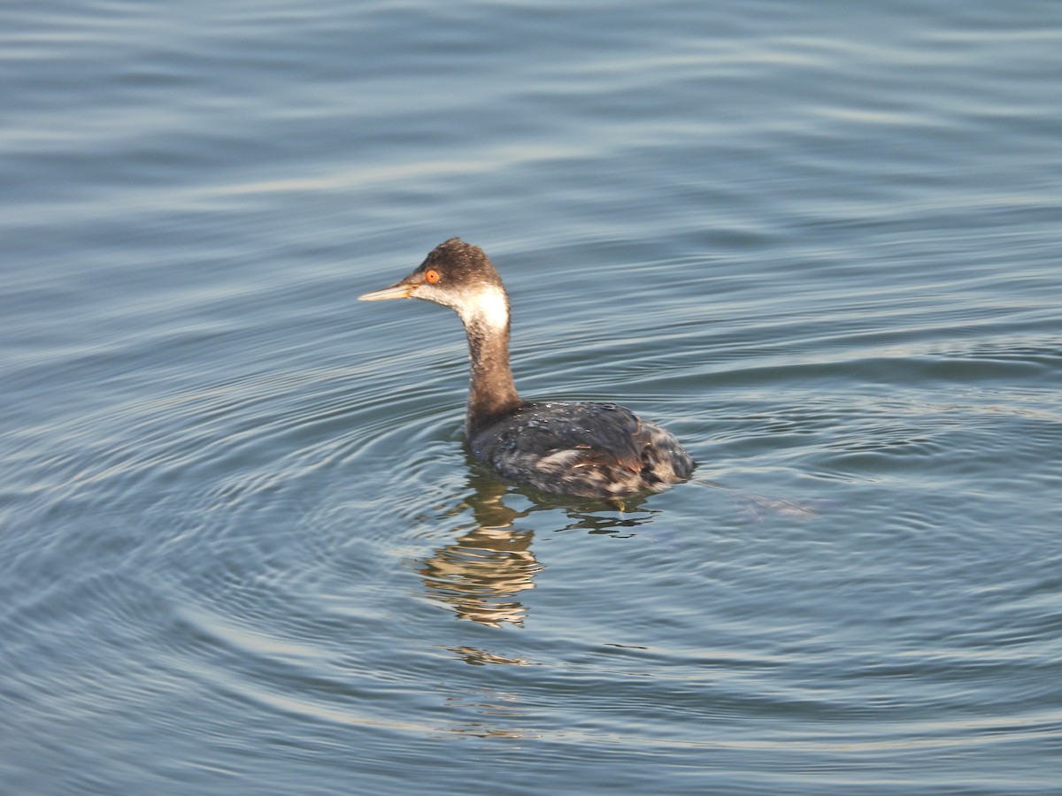 Grèbe à cou noir - ML646592761