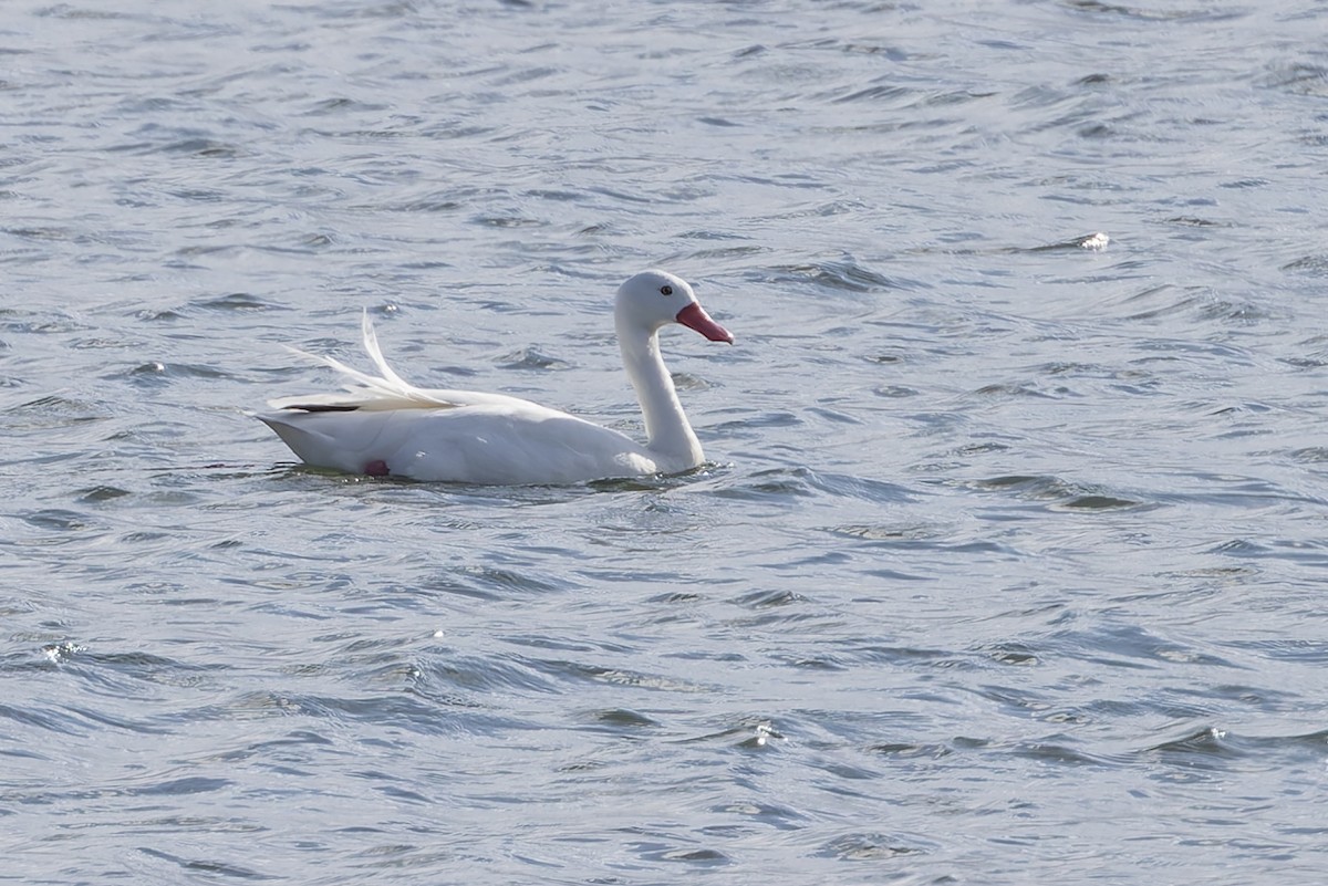 Коскороба - ML646592763