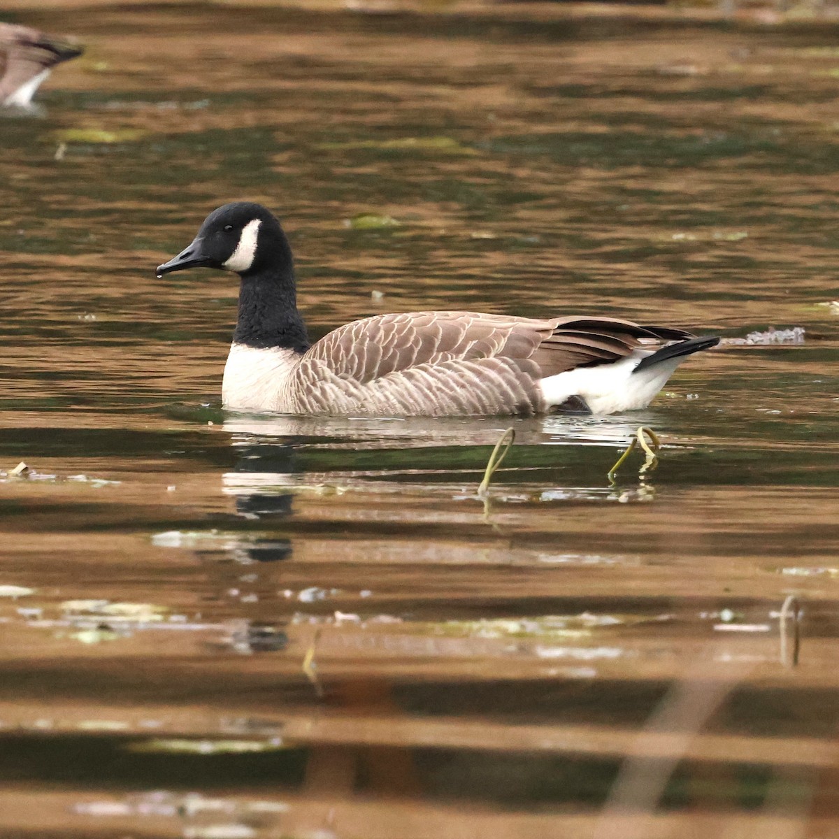 Canada Goose - ML646592764