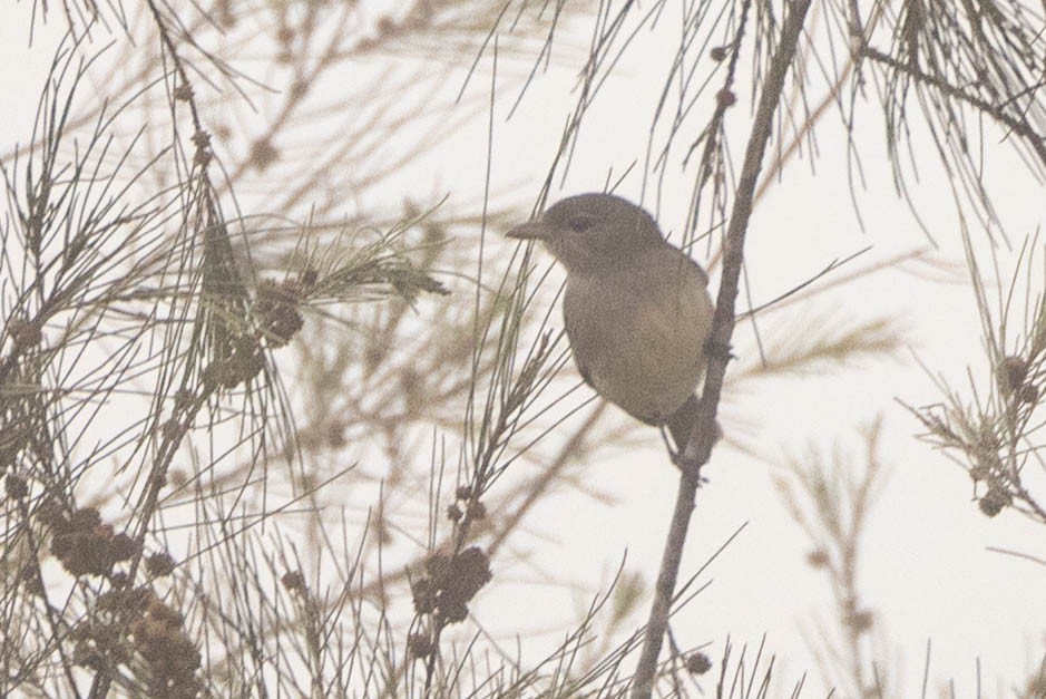 tanımsız Passeriformes sp. - ML646592773