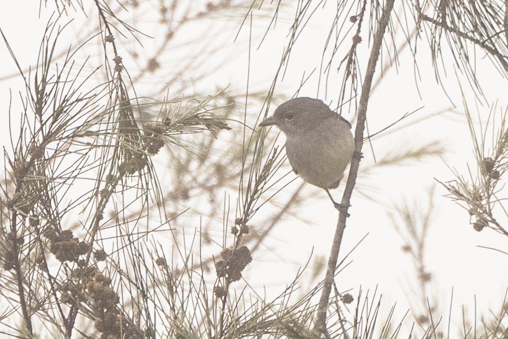 tanımsız Passeriformes sp. - ML646592774