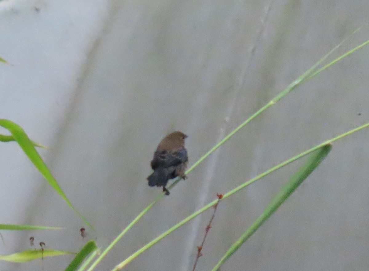 Blue-black Grassquit - ML646592775